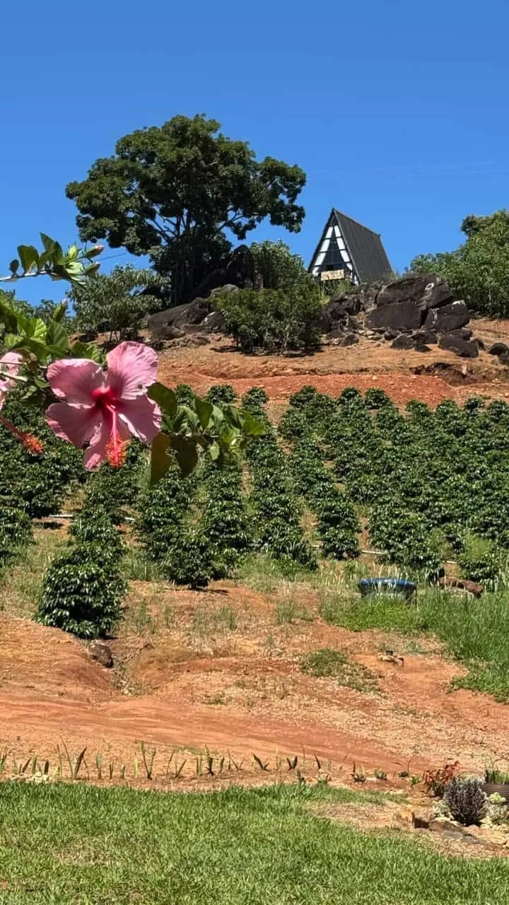 O chalé no alto do morro, acima do cafezal e de um hibisco em flor